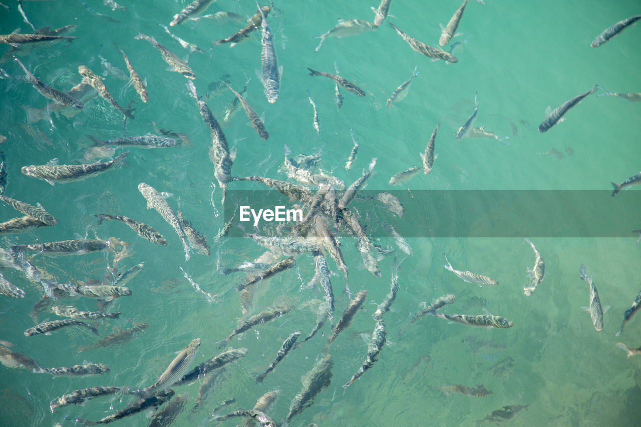 HIGH ANGLE VIEW OF FISH UNDERWATER