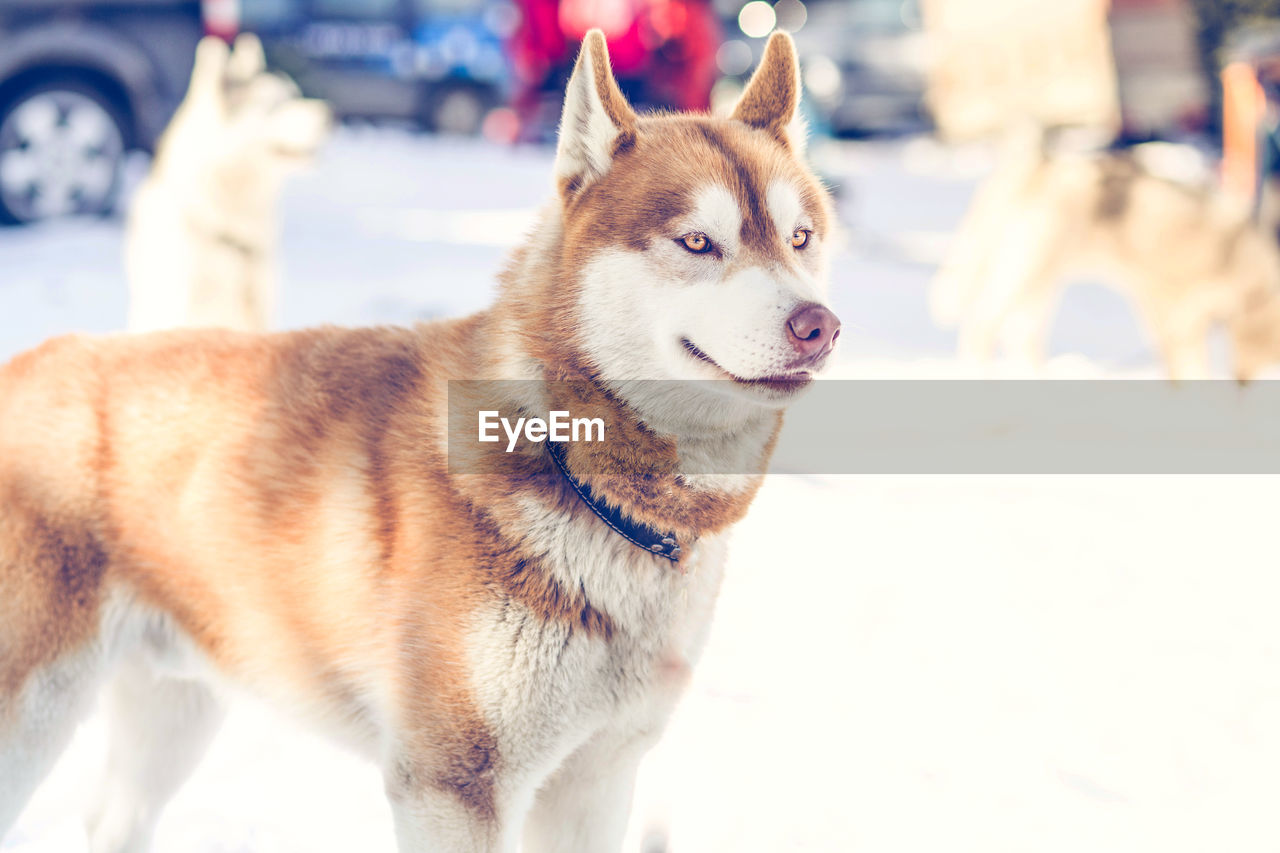 CLOSE-UP PORTRAIT OF DOG IN SNOW