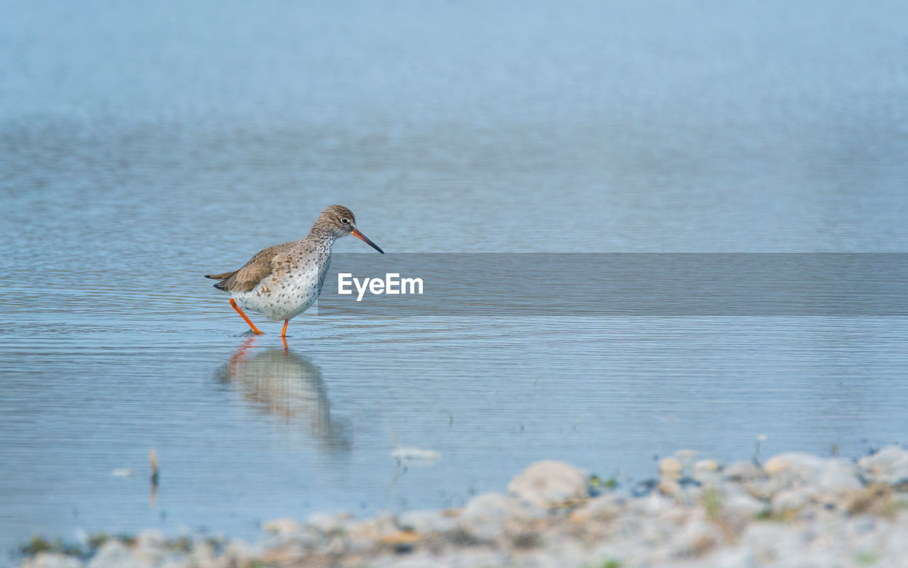 animal themes, animal, animal wildlife, bird, wildlife, water, one animal, sandpiper, nature, sea, selective focus, no people, redshank, day, beach, beauty in nature, side view, shore, outdoors