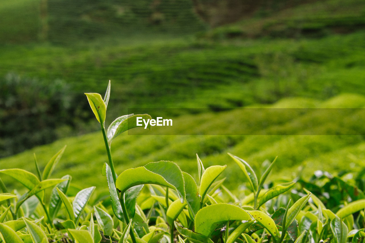 Close-up of plant growing on field