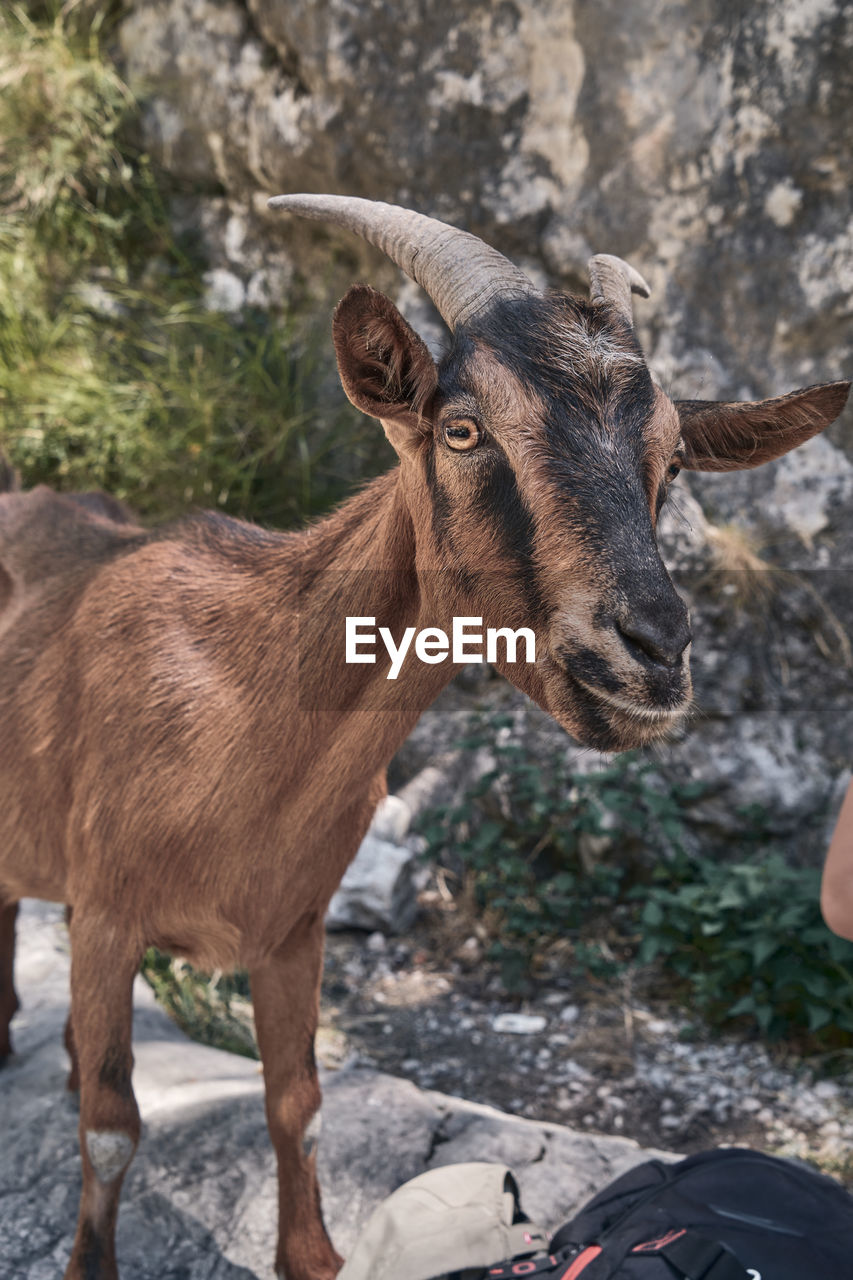 Goat standing on rock