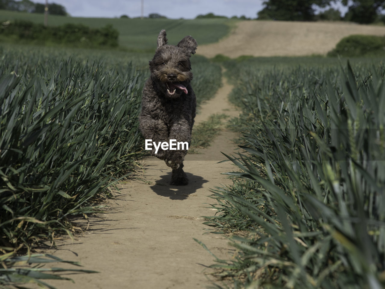 Dog running on field