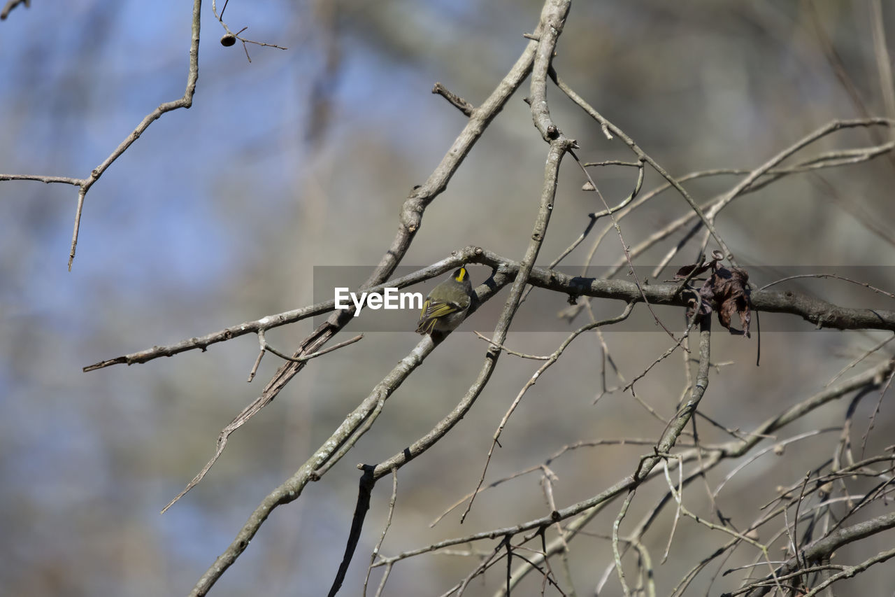 twig, branch, winter, tree, nature, plant, no people, focus on foreground, leaf, close-up, bare tree, frost, outdoors, fence, spring, thorns, spines, and prickles, day, animal wildlife, animal, bird, freezing, animal themes, grass, beauty in nature, wire fencing, tranquility, dry, selective focus