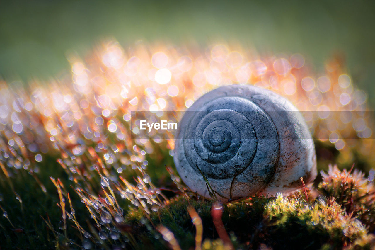 macro photography, plant, nature, close-up, flower, snail, no people, sunlight, green, leaf, beauty in nature, growth, land, shell, animal wildlife, grass, outdoors, selective focus, spiral, animal shell, animal, day, mollusk, focus on foreground, animal themes, field, autumn