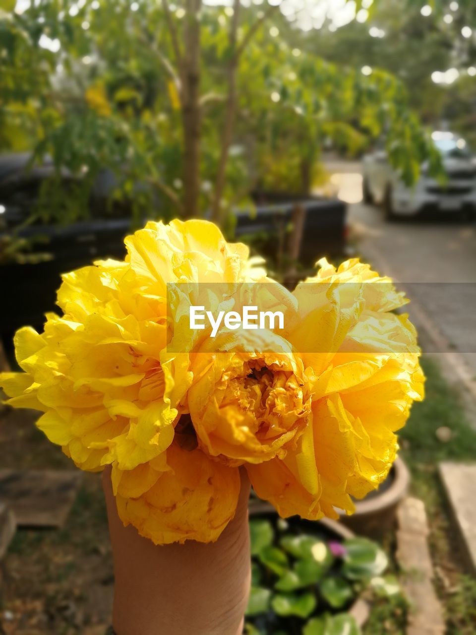 CLOSE-UP OF YELLOW FLOWER