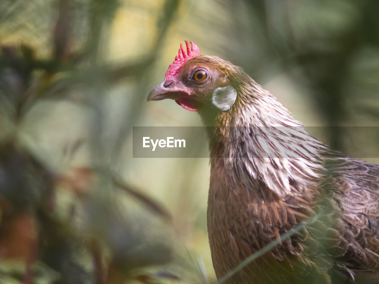 Close-up of hen looking away outdoors