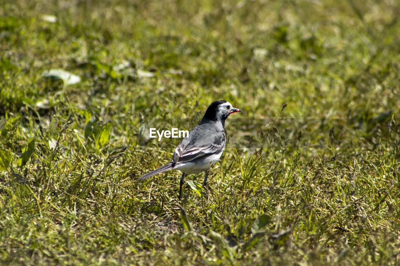 Bird perching on a field