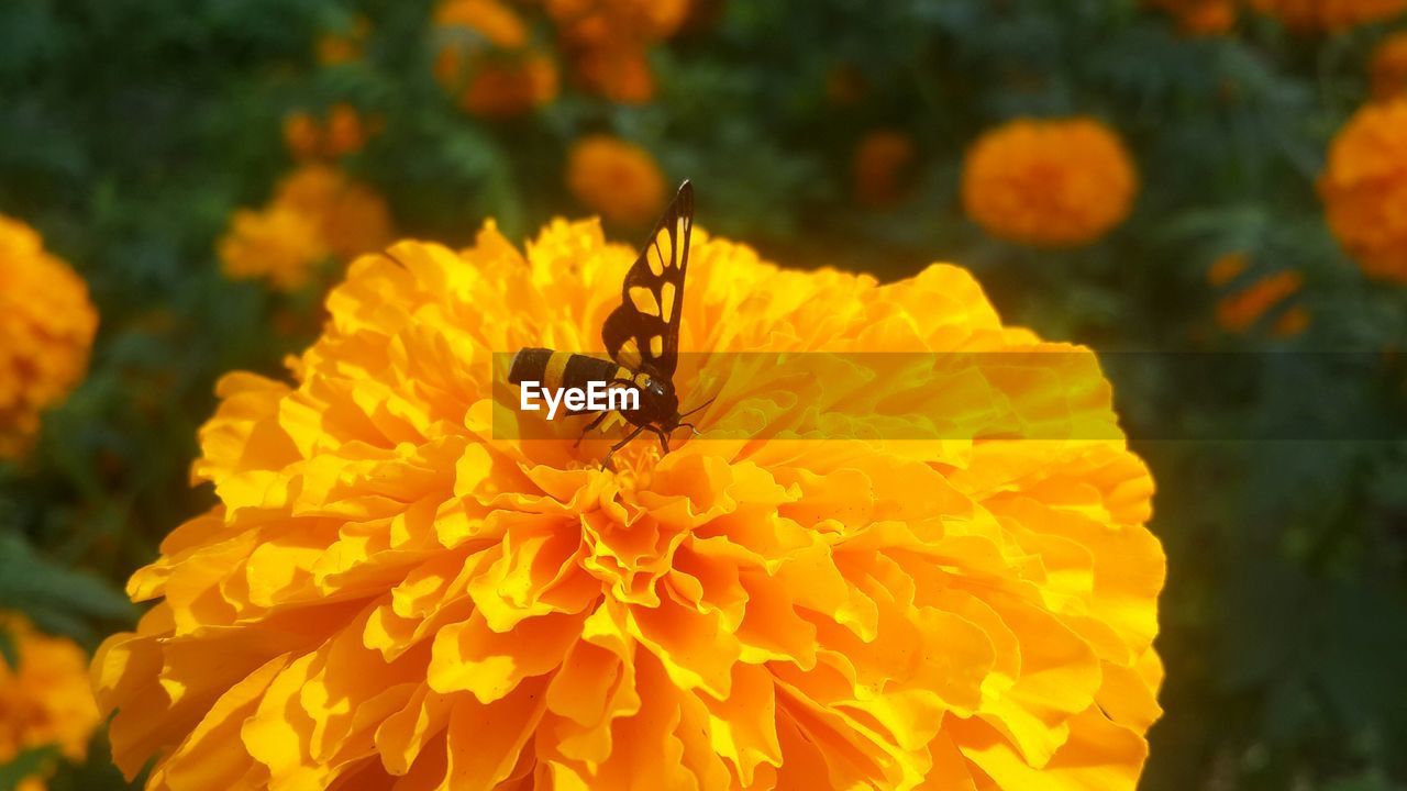 CLOSE-UP OF BUMBLEBEE ON YELLOW FLOWER