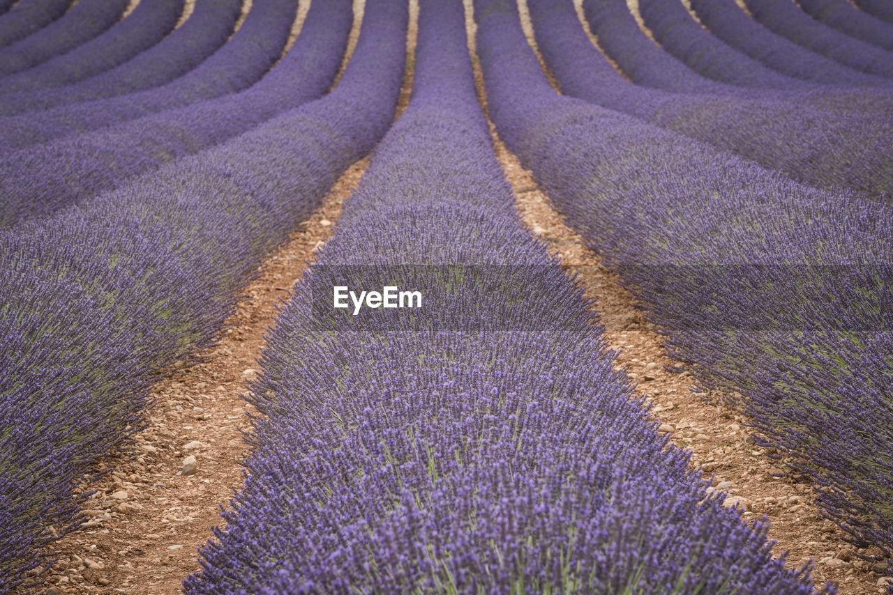 SCENIC VIEW OF LAVENDER FIELD