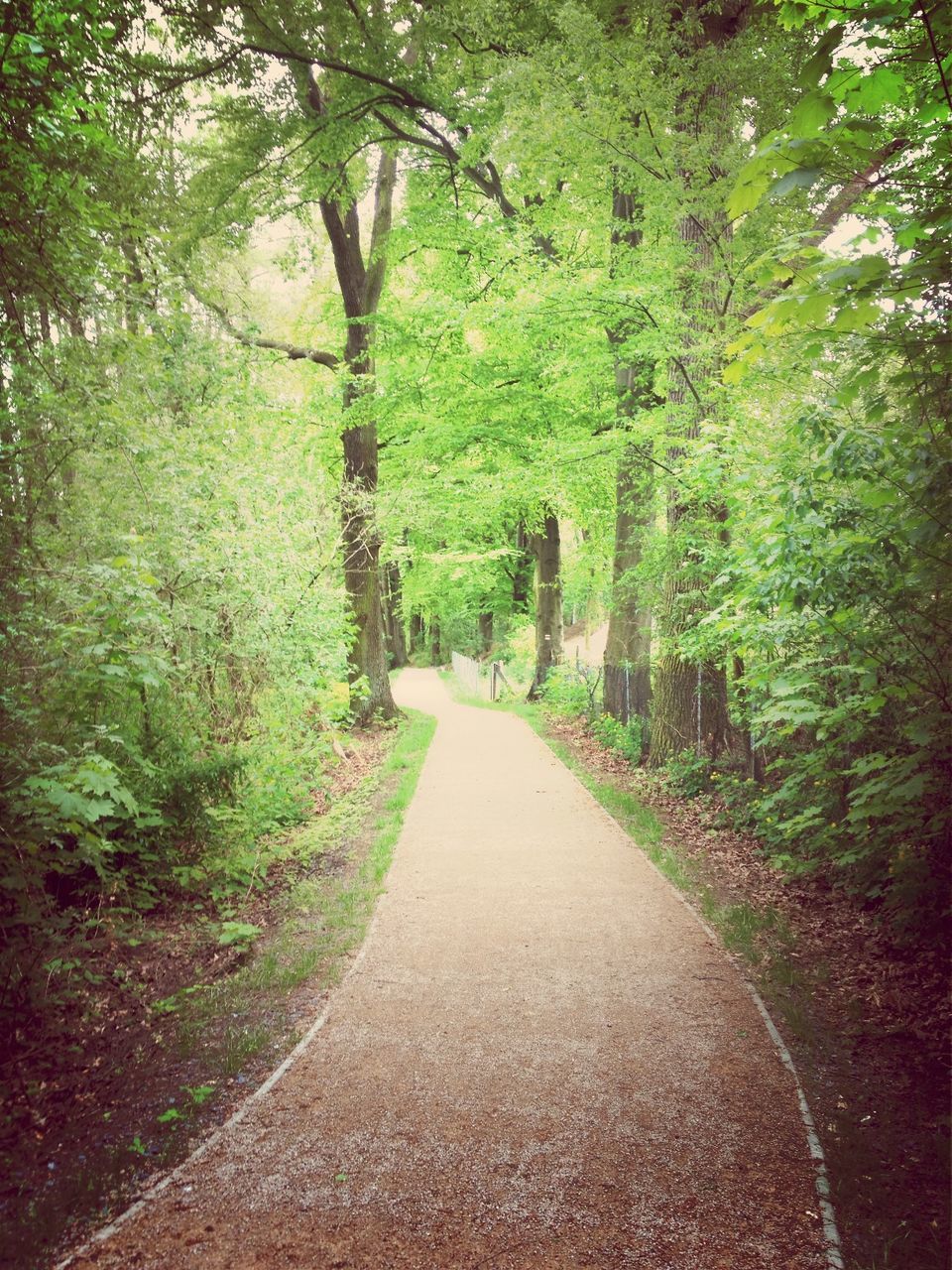 Footpath amidst trees