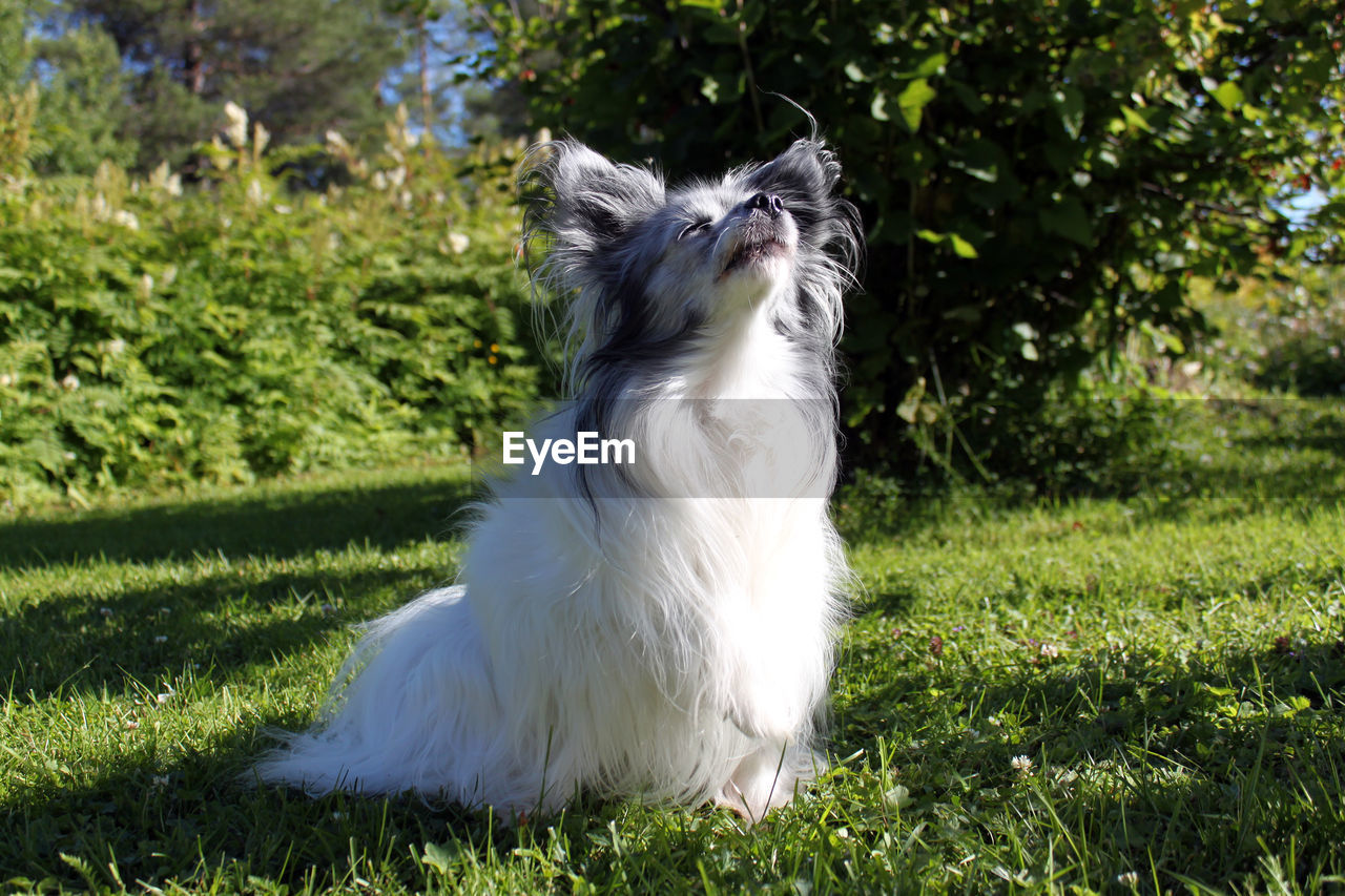 Close-up of white dog on grass