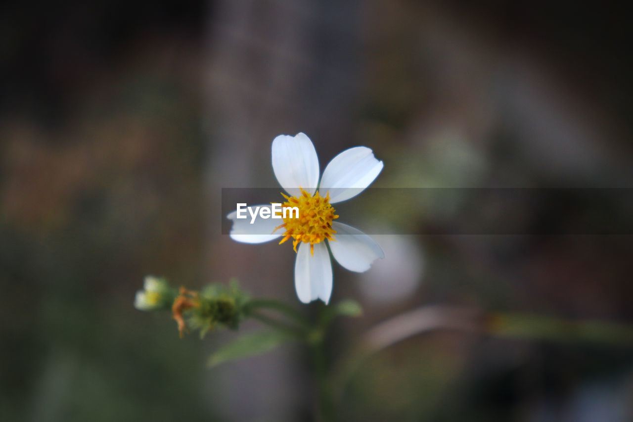 Close-up of white flowering plant