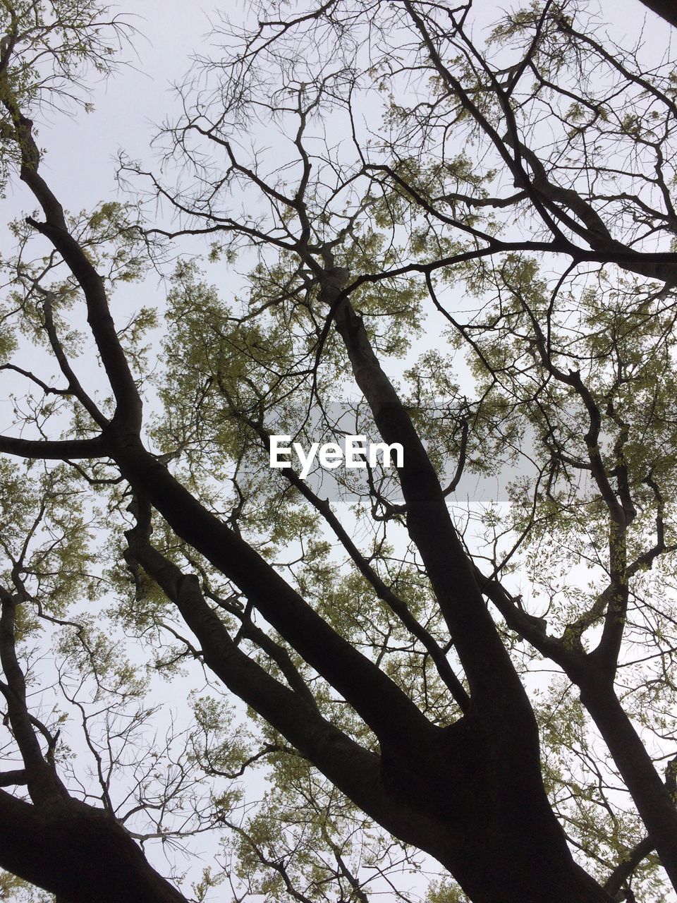 LOW ANGLE VIEW OF BARE TREES AGAINST SKY