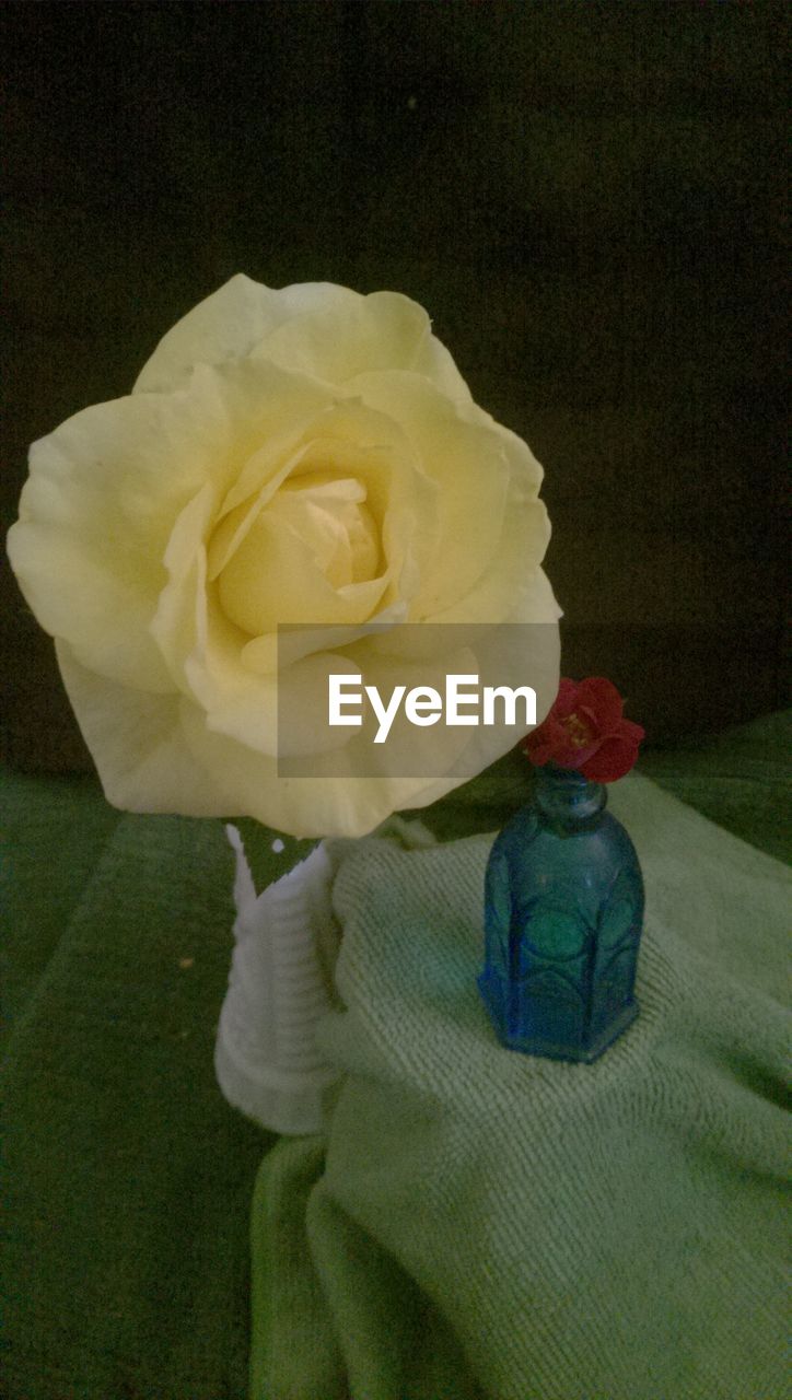 CLOSE-UP OF ROSES