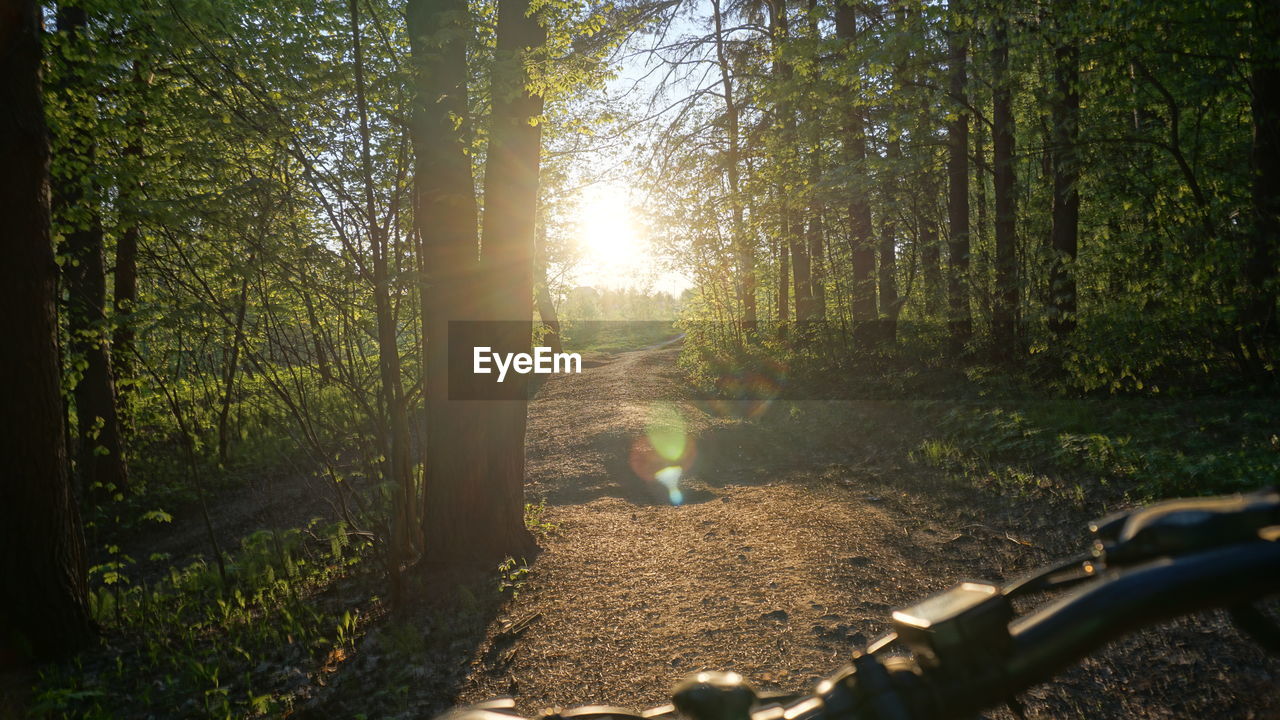 Bicycle on footpath by trees in forest