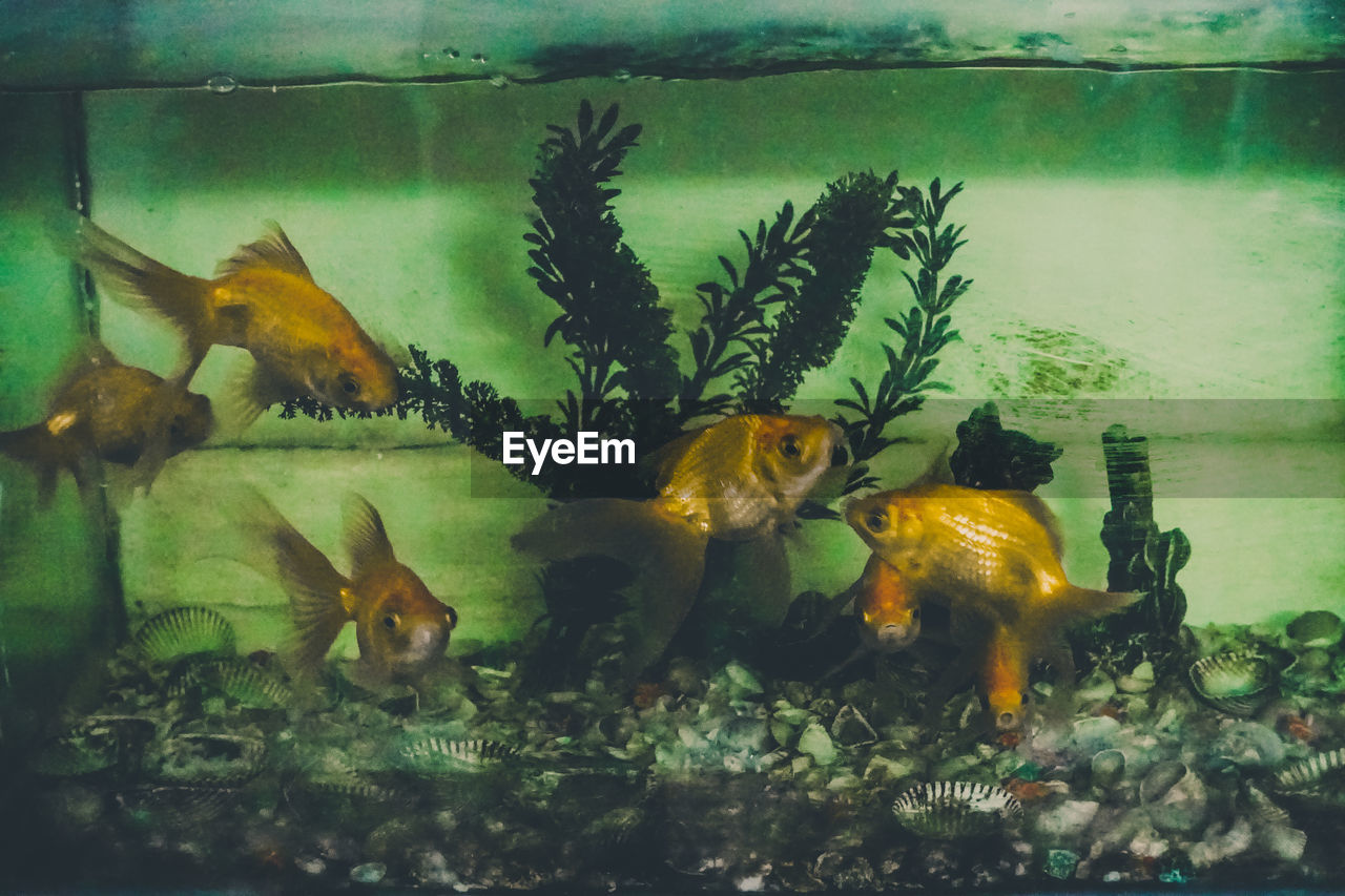 CLOSE-UP OF FISH SWIMMING IN WATER