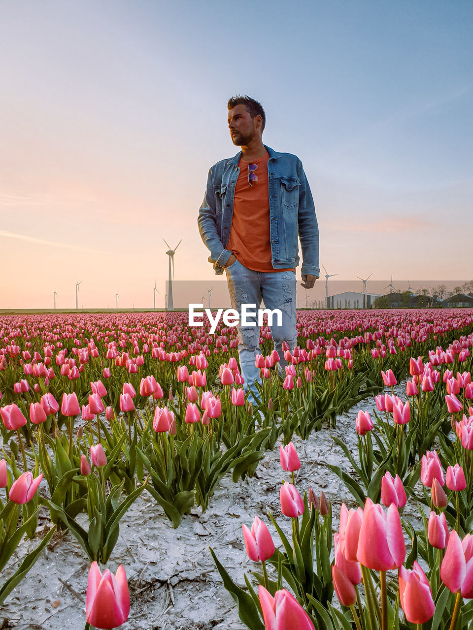 Full length of man standing on field of flowers, tulip flowers in the netherlands during spring 