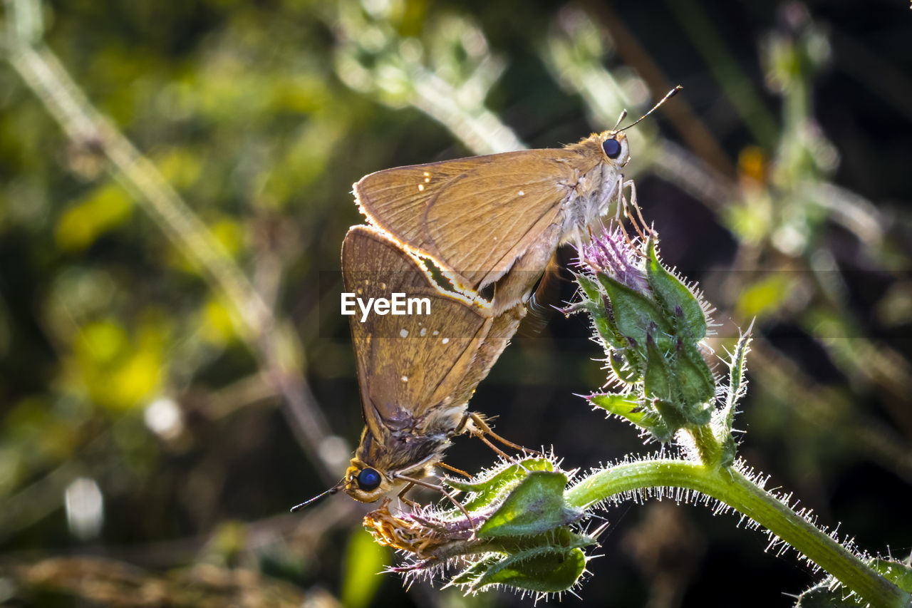 CLOSE-UP OF BUTTERFLY ON FLOWER
