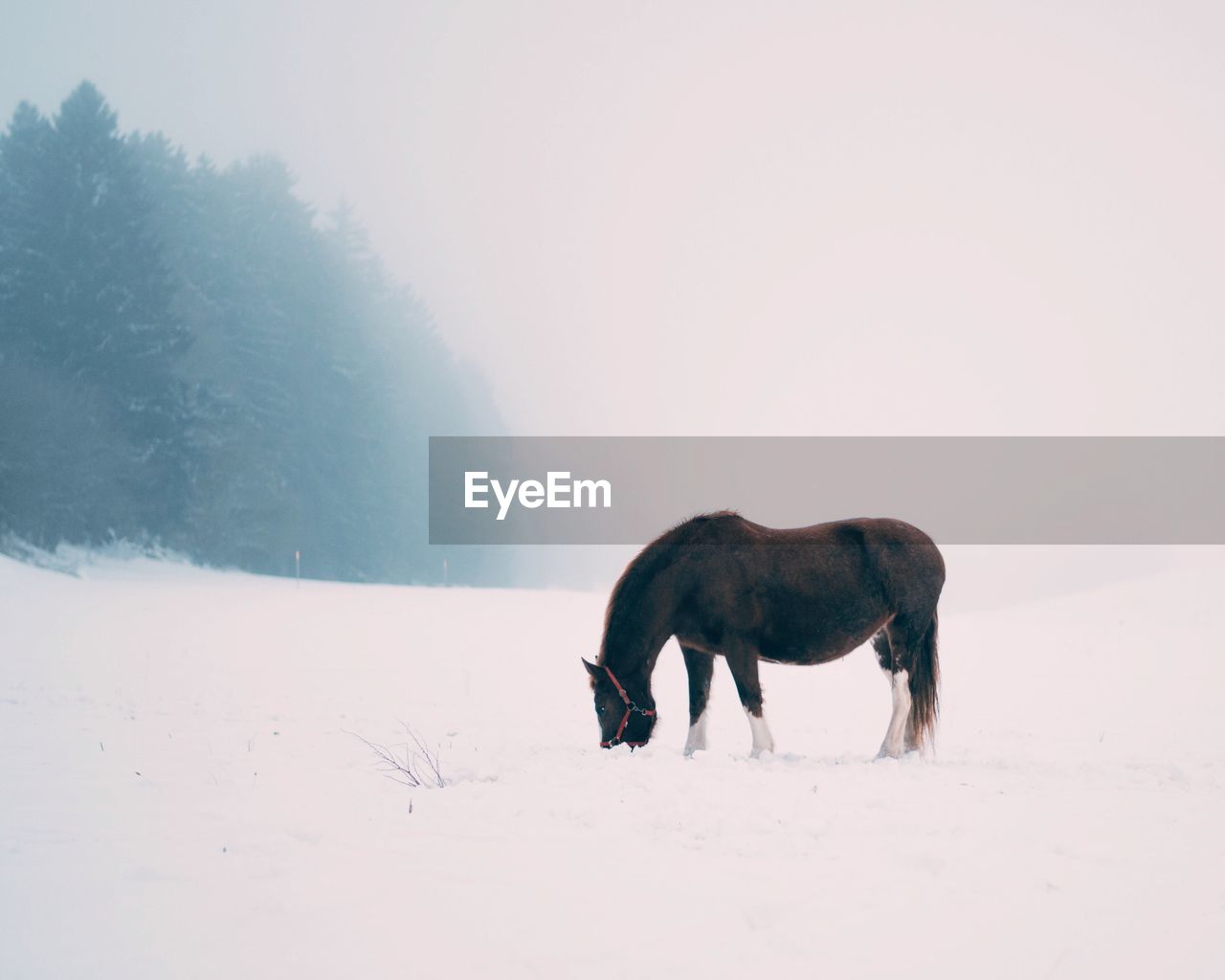 Side view of horse grazing on snow covered field during foggy weather