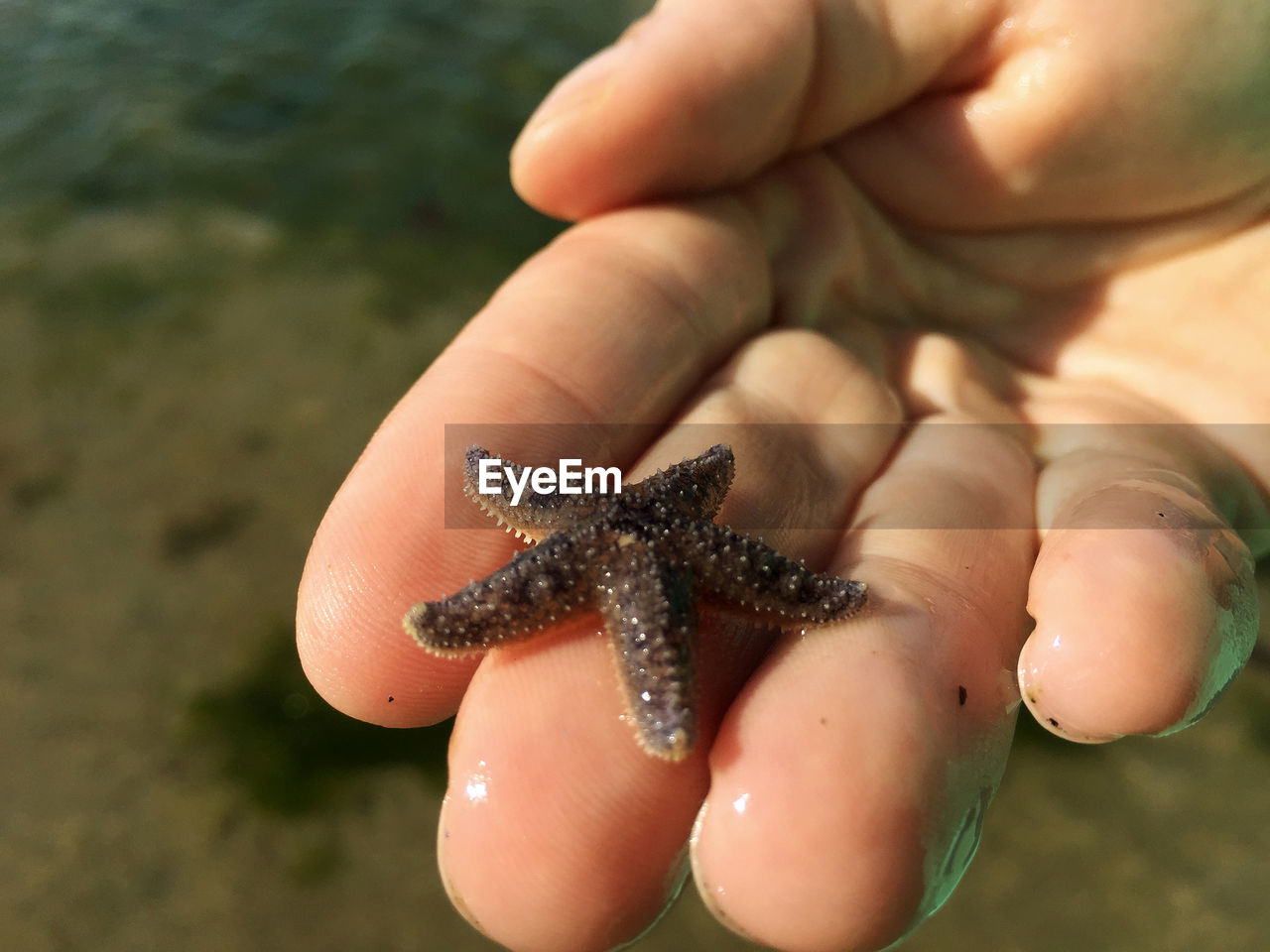 Close-up of hand holding starfish