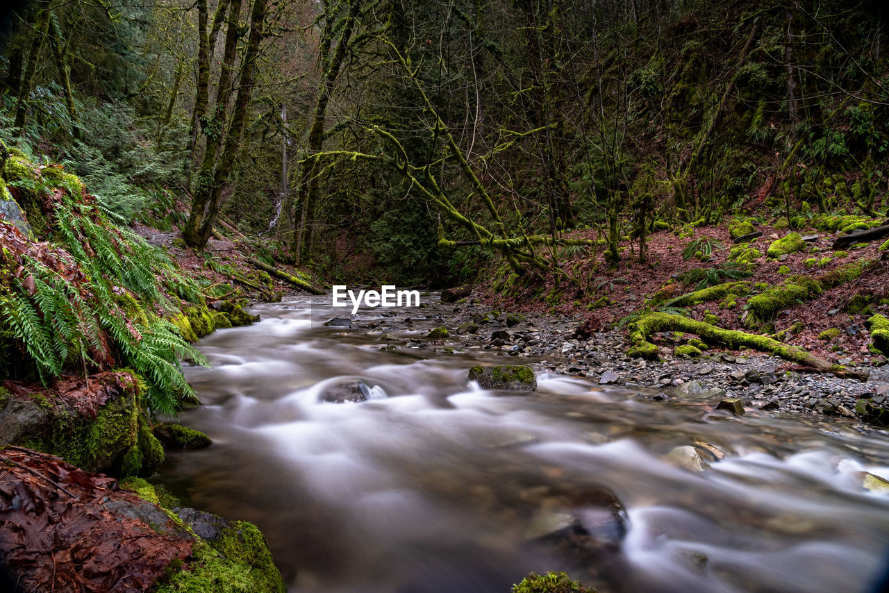 Stream flowing in forest