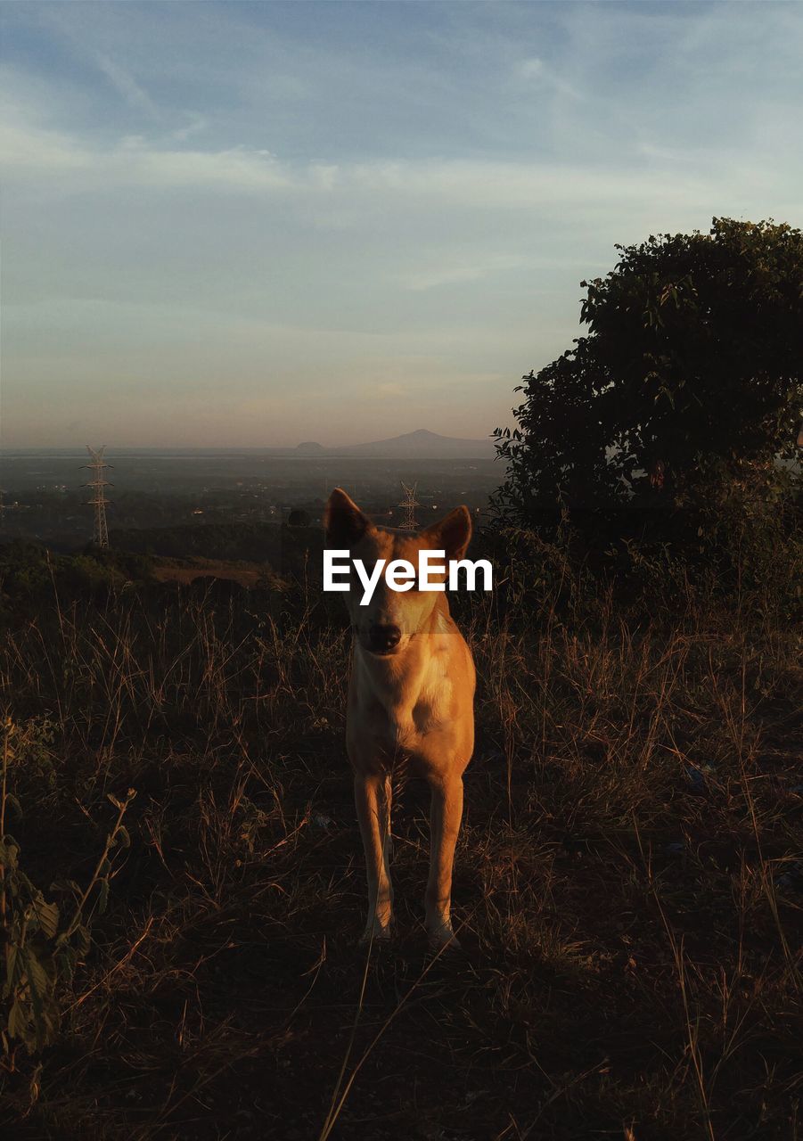 Close-up of dog standing on grassy field against sky