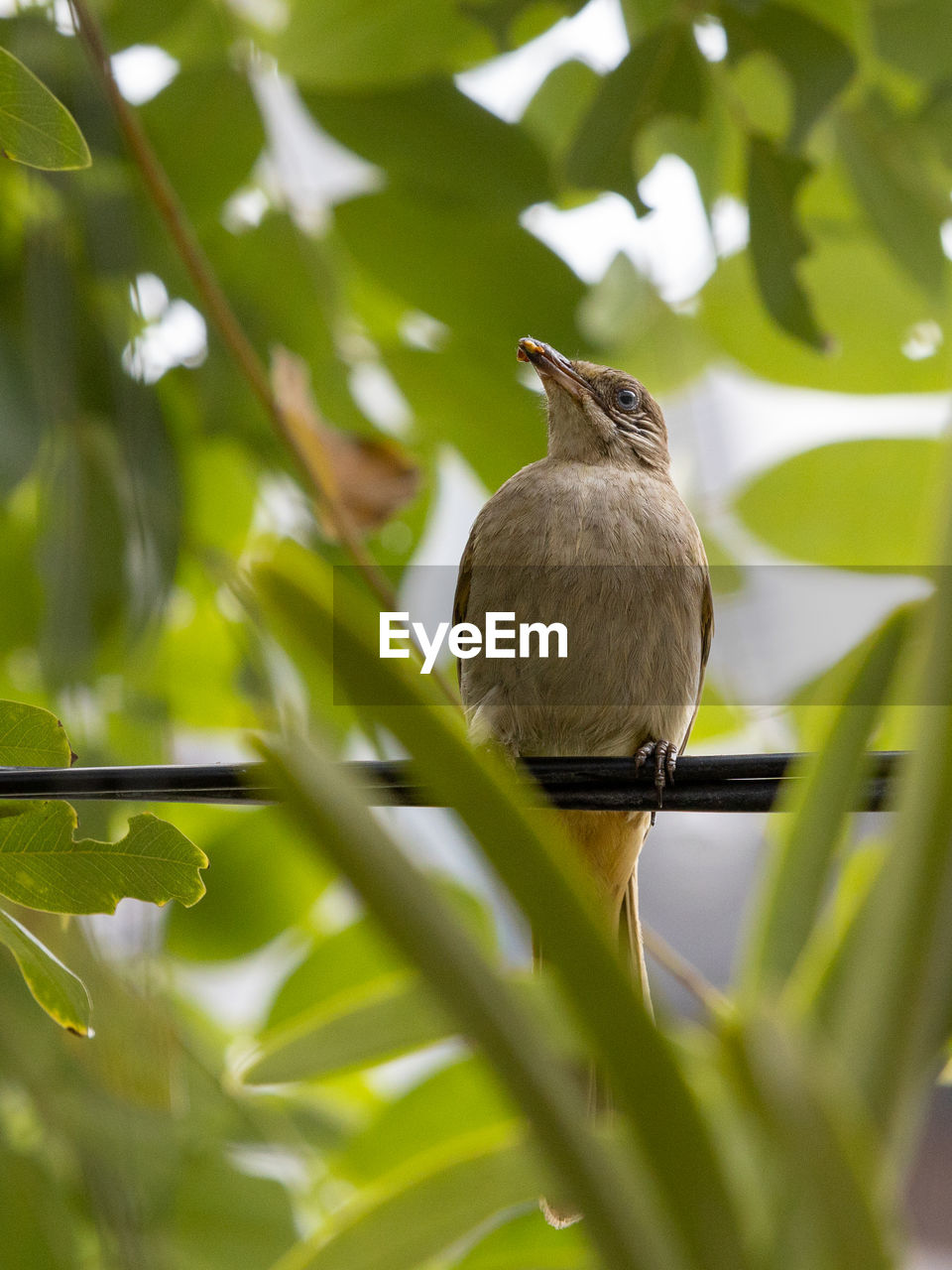 Low angle view of bird perching on branch