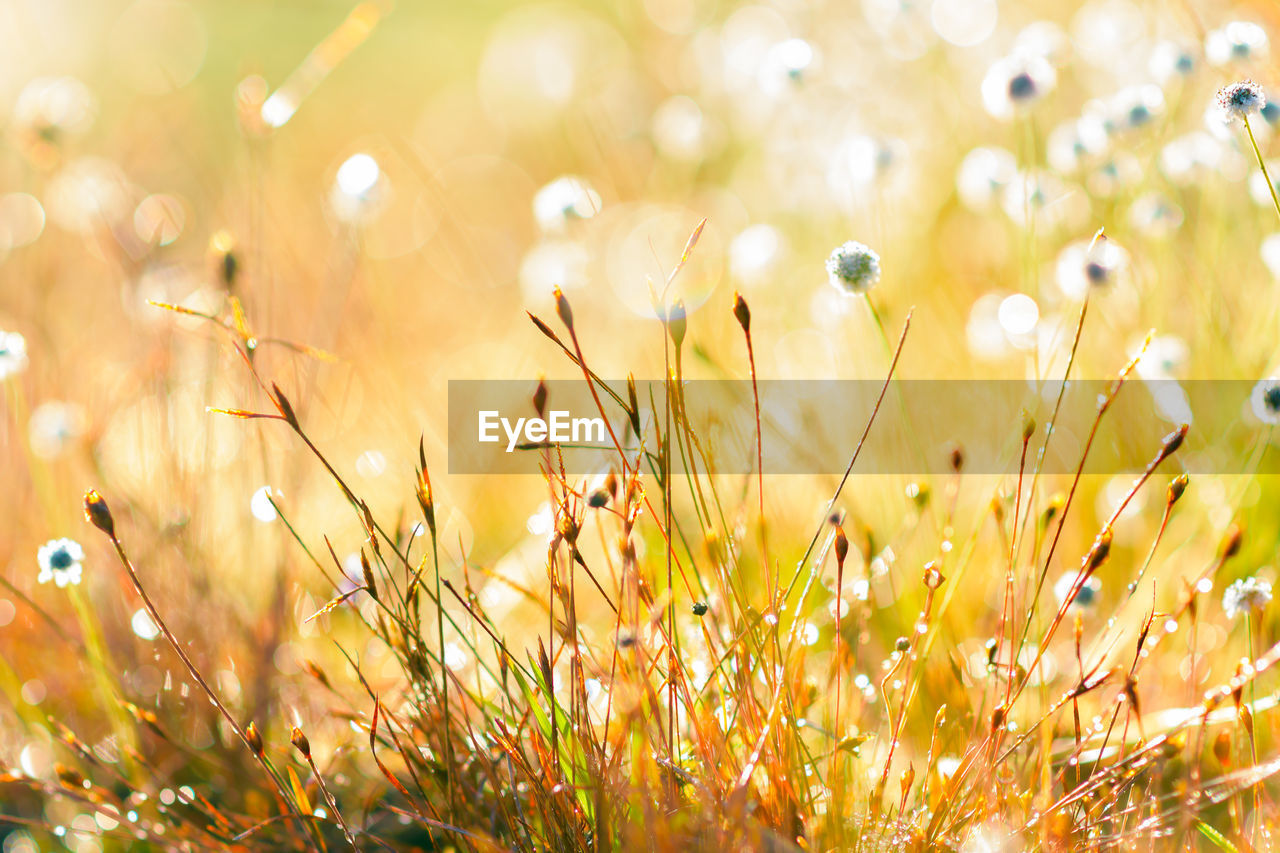 CLOSE-UP OF FLOWERING PLANTS ON LAND