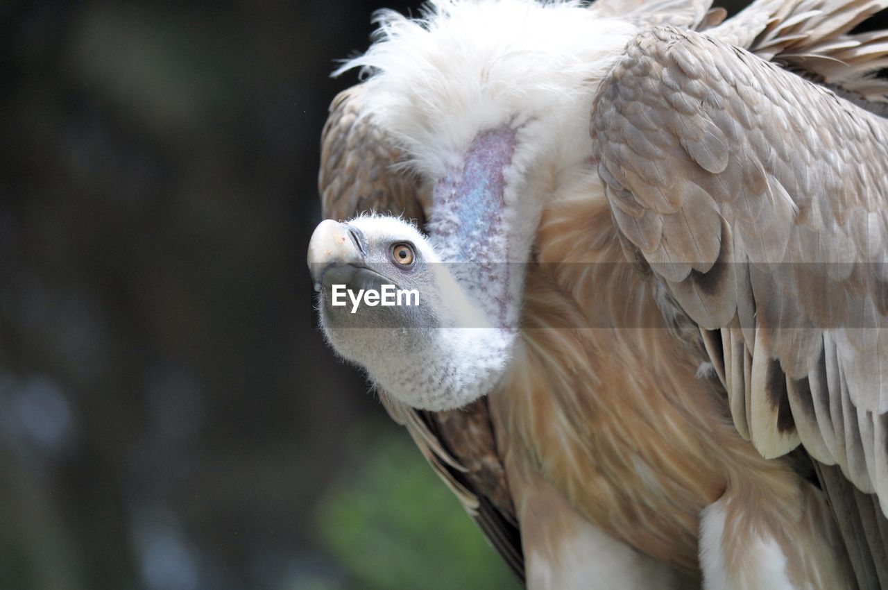 Close-up of vulture