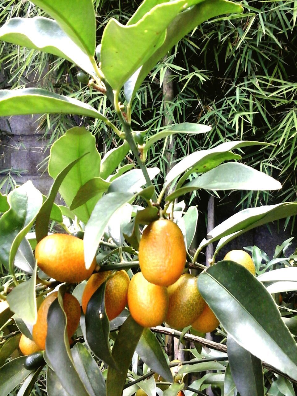 CLOSE-UP OF FRUITS