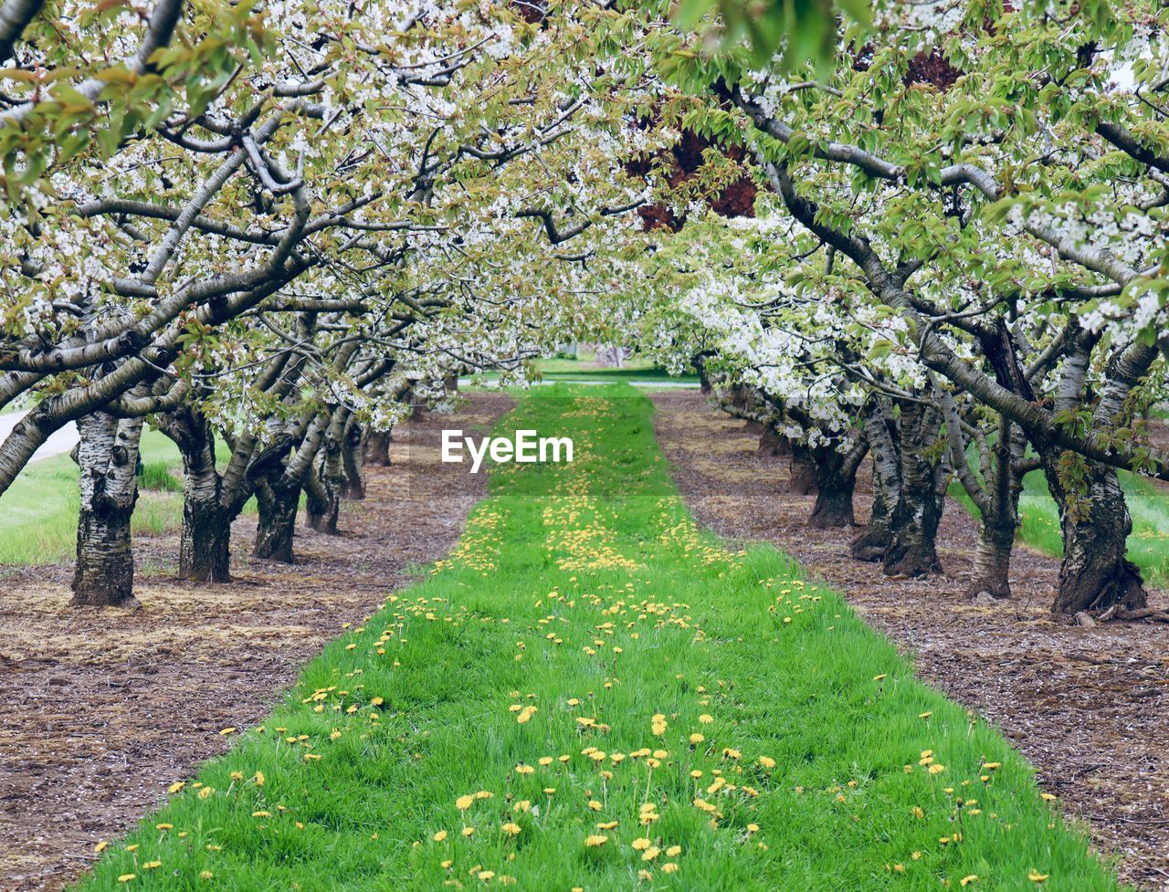 Scenic view of flowering plants and trees