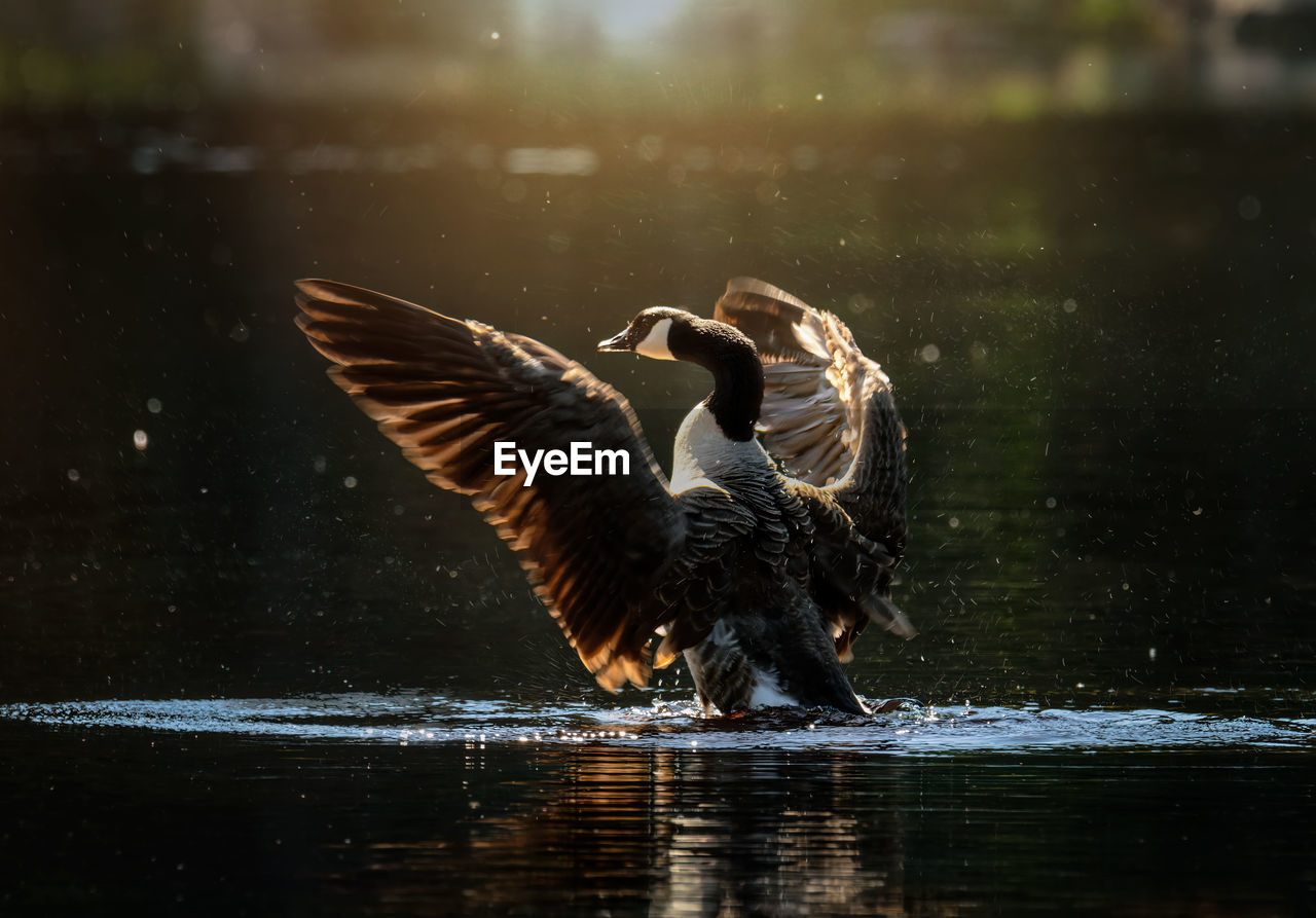 Canada goose flapping wings in lake