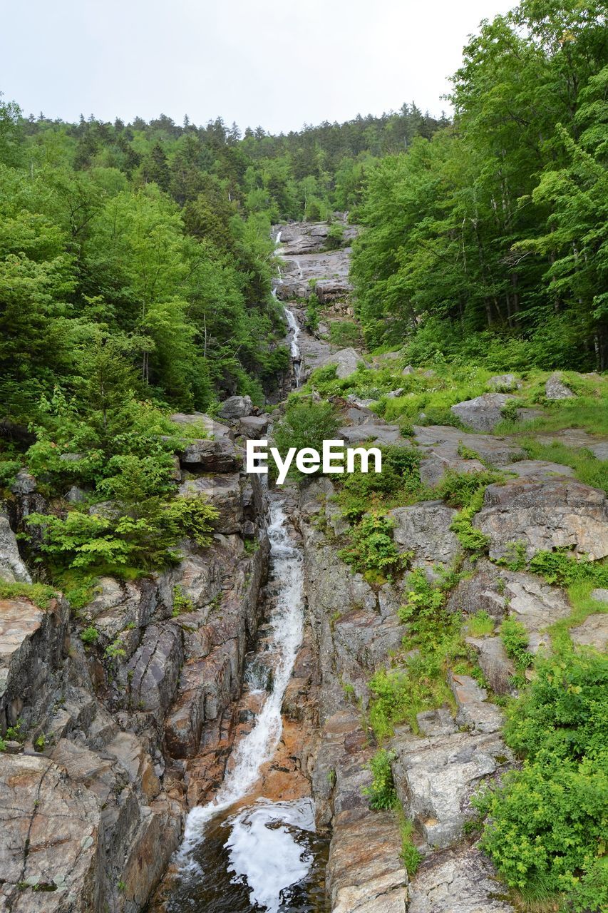 RIVER AMIDST TREES IN FOREST AGAINST SKY