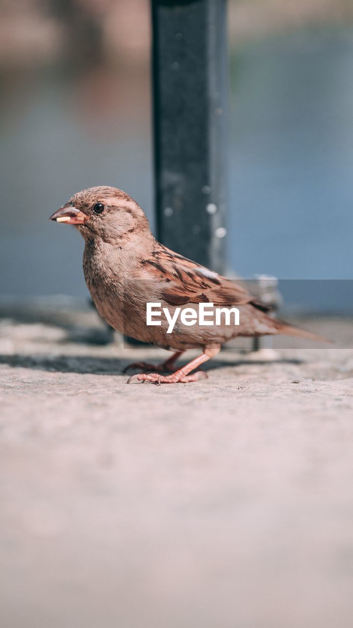 Close-up of bird perching on land