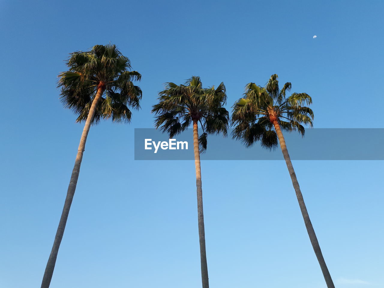 Low angle view of palm trees against clear blue sky