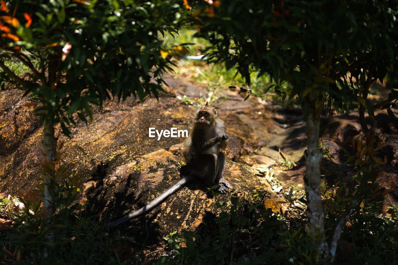 MONKEY SITTING ON A FOREST