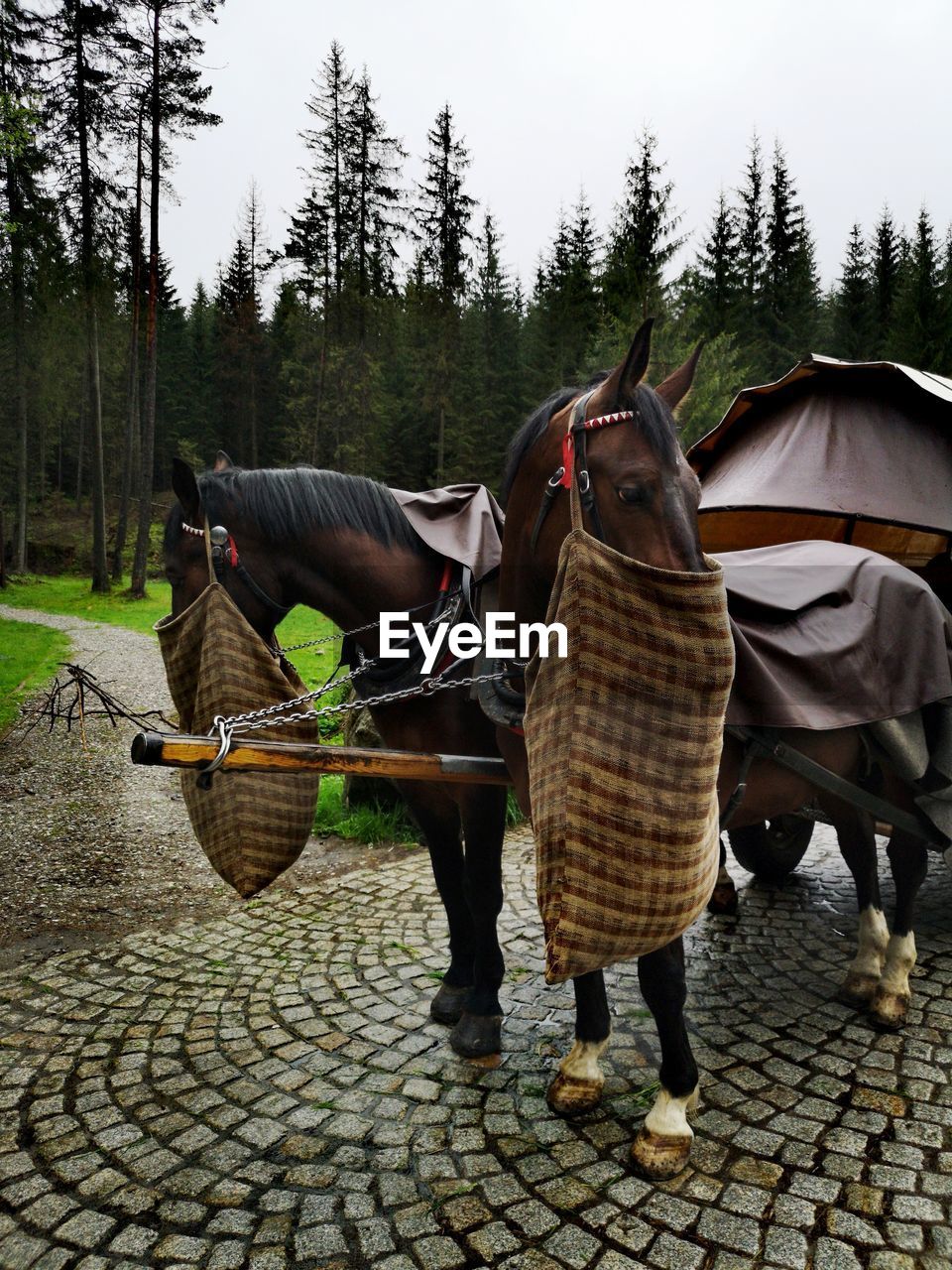 HORSES STANDING BY TREE