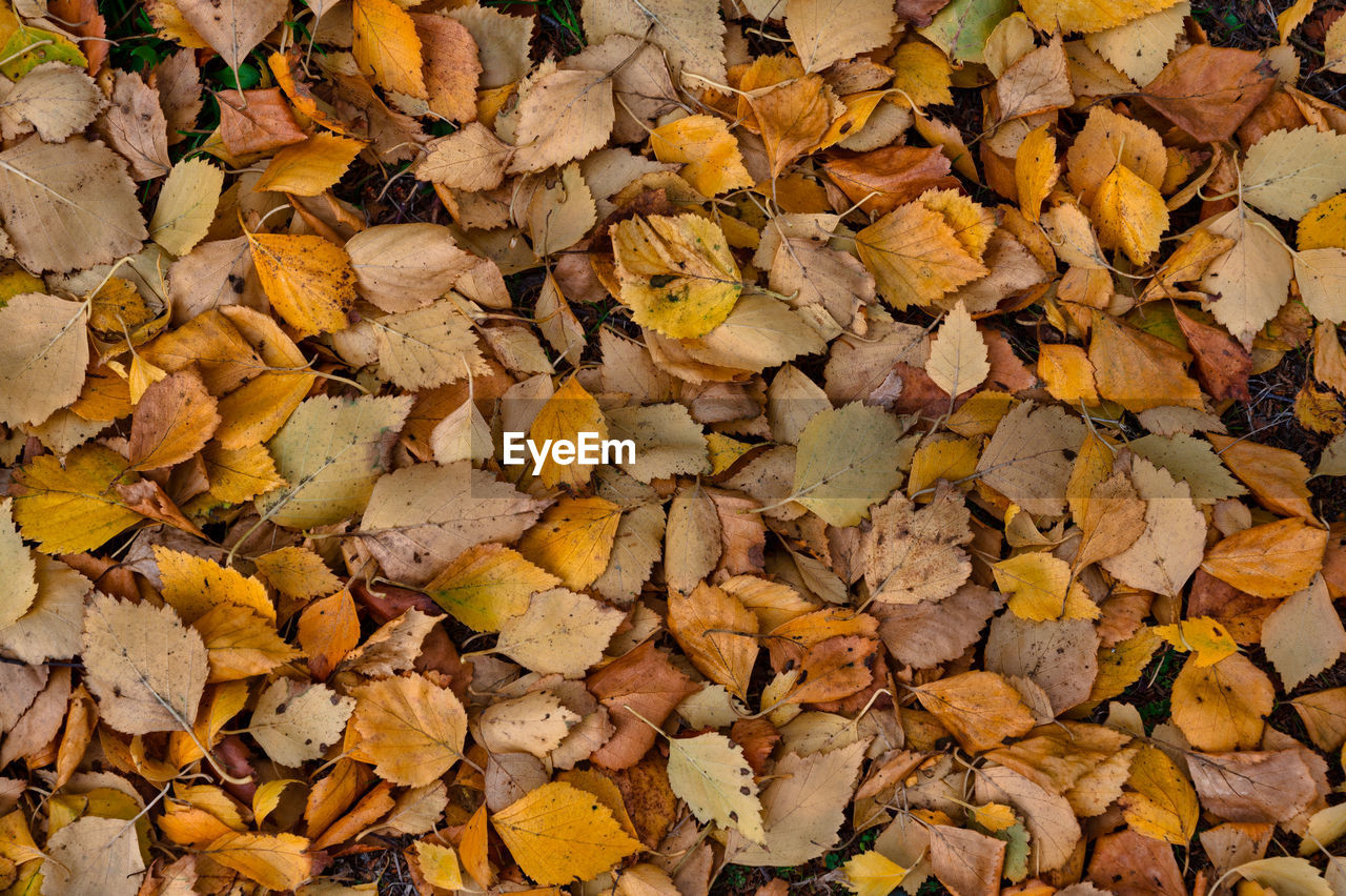 FULL FRAME SHOT OF YELLOW AUTUMN LEAVES ON LAND