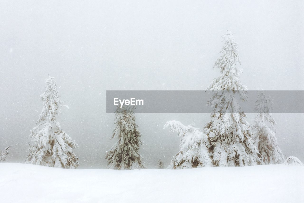 Frozen trees on landscape against clear sky