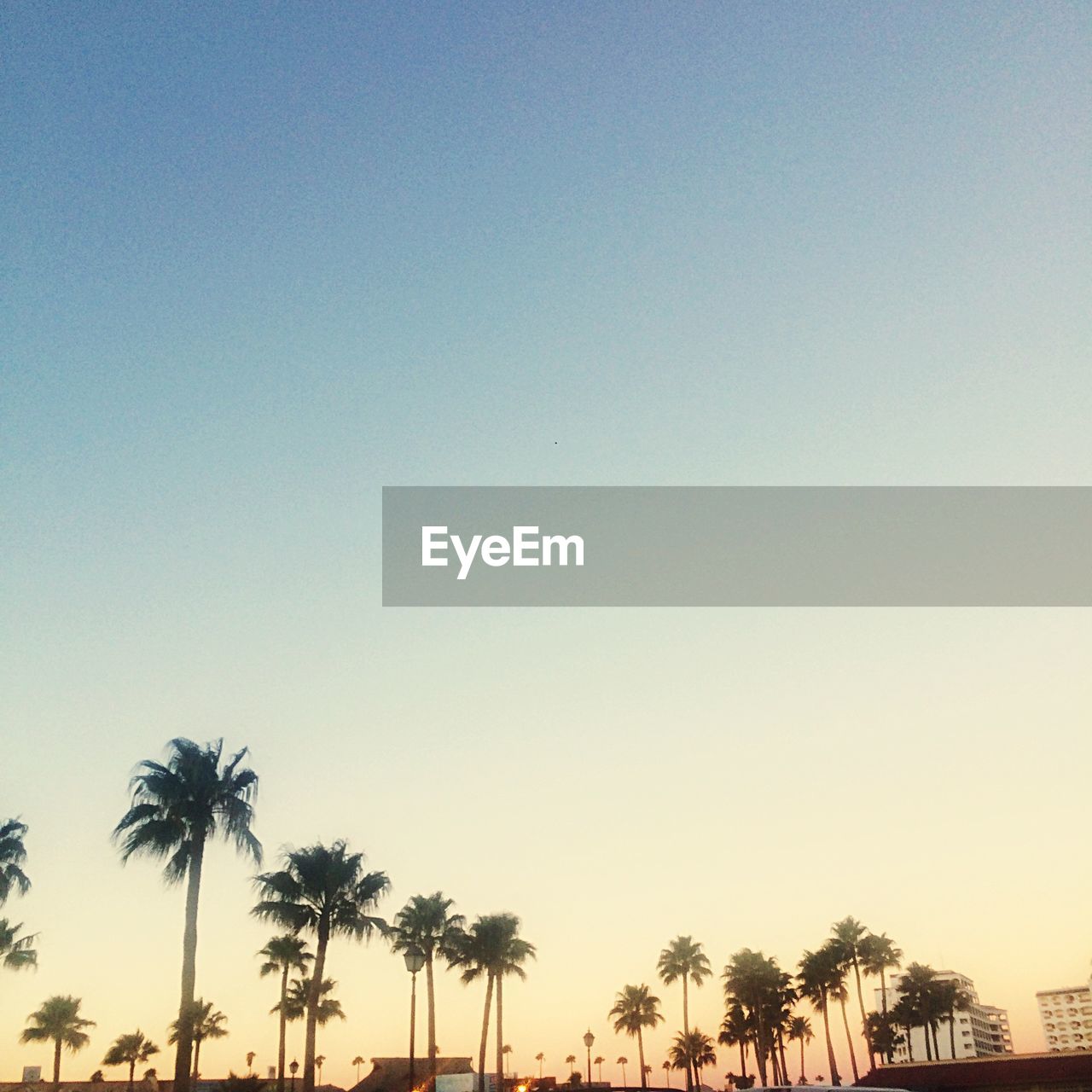 Low angle view of palm trees against clear sky