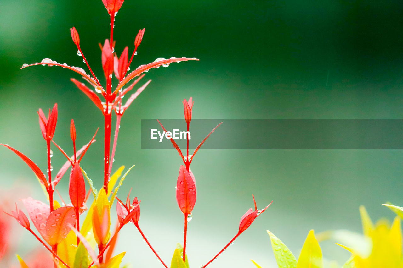 Close-up of red flowering plant