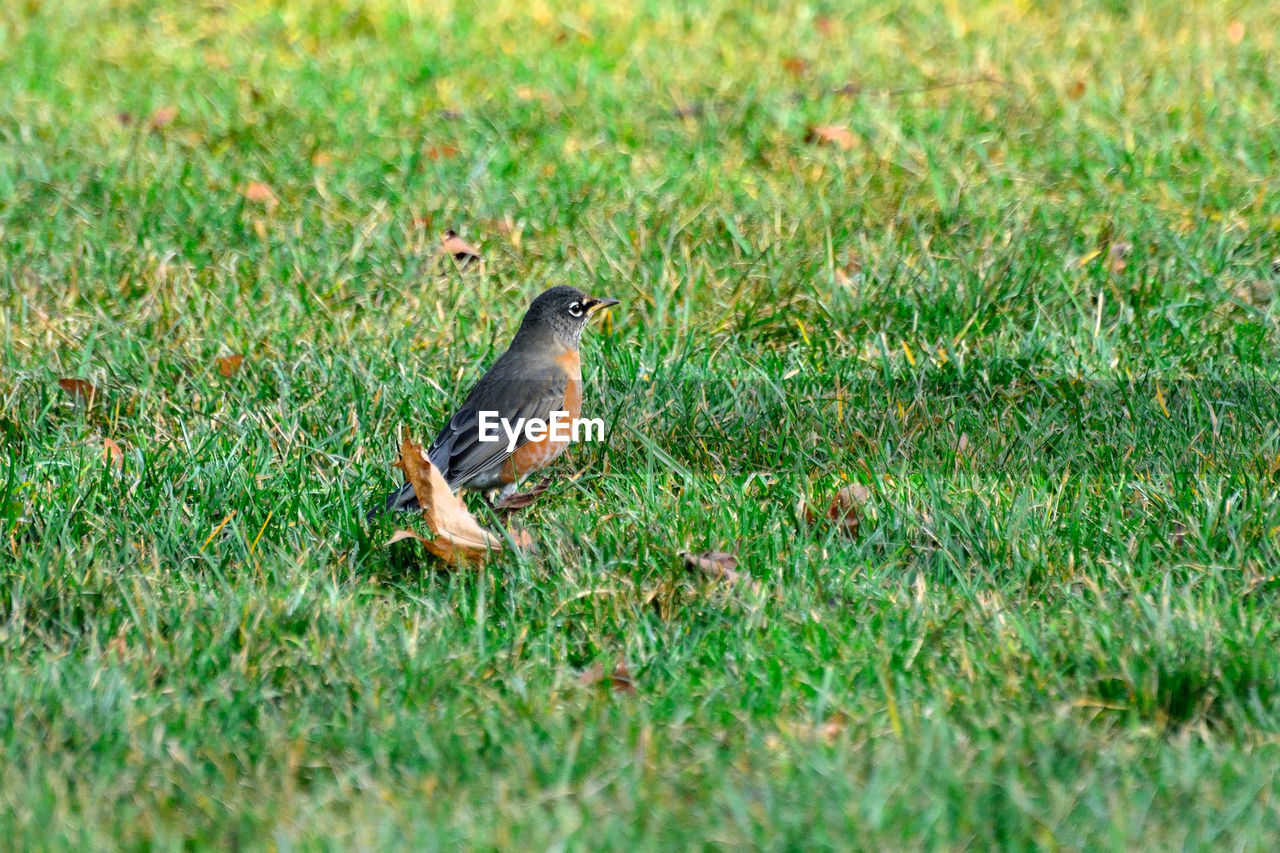 BIRD IN A FIELD