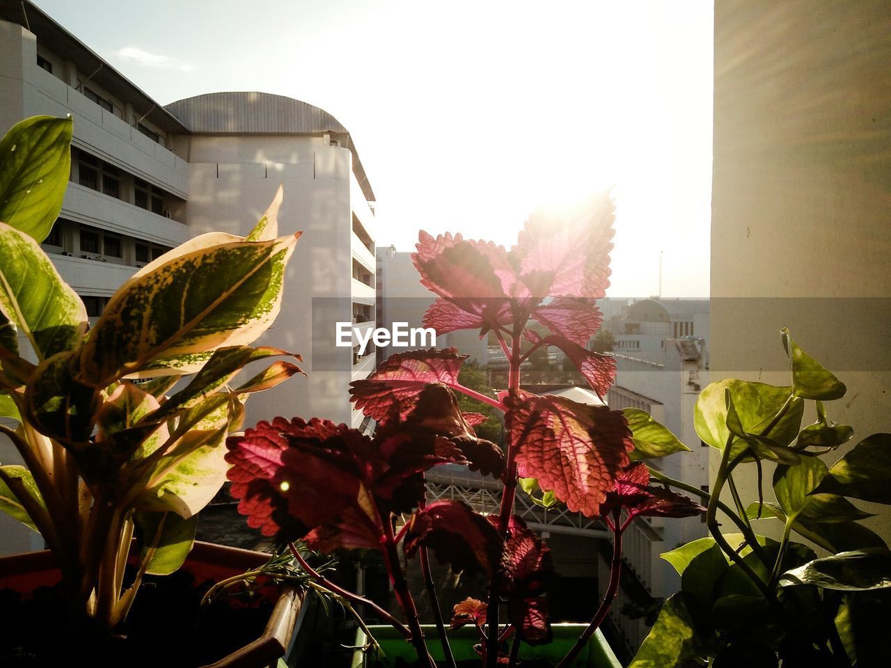 Potted plants by building against bright sky