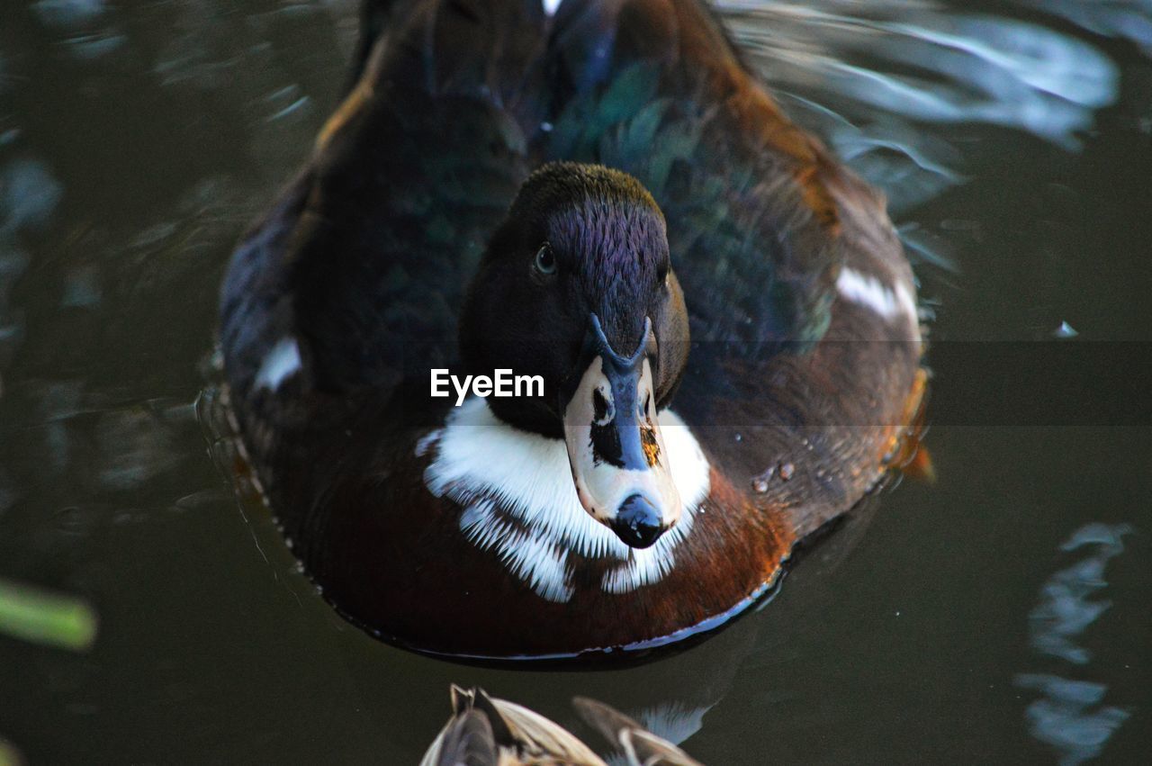 CLOSE-UP OF DUCKS SWIMMING ON LAKE