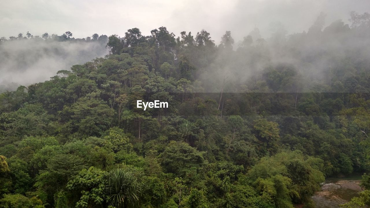 Scenic view of forest against sky