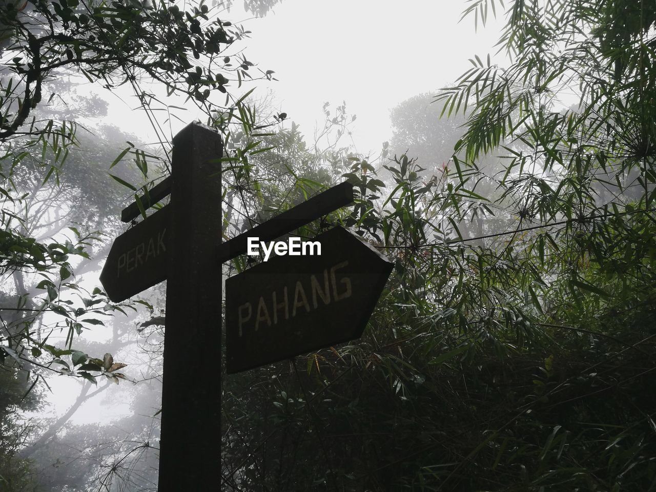 Low angle view of road sign by trees during foggy weather