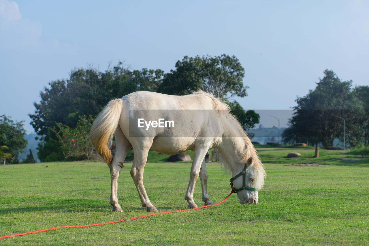 HORSE STANDING ON FIELD