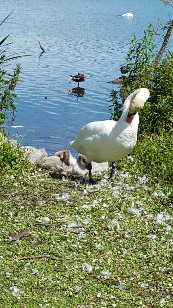 SWANS ON LAKE AGAINST GREEN LANDSCAPE