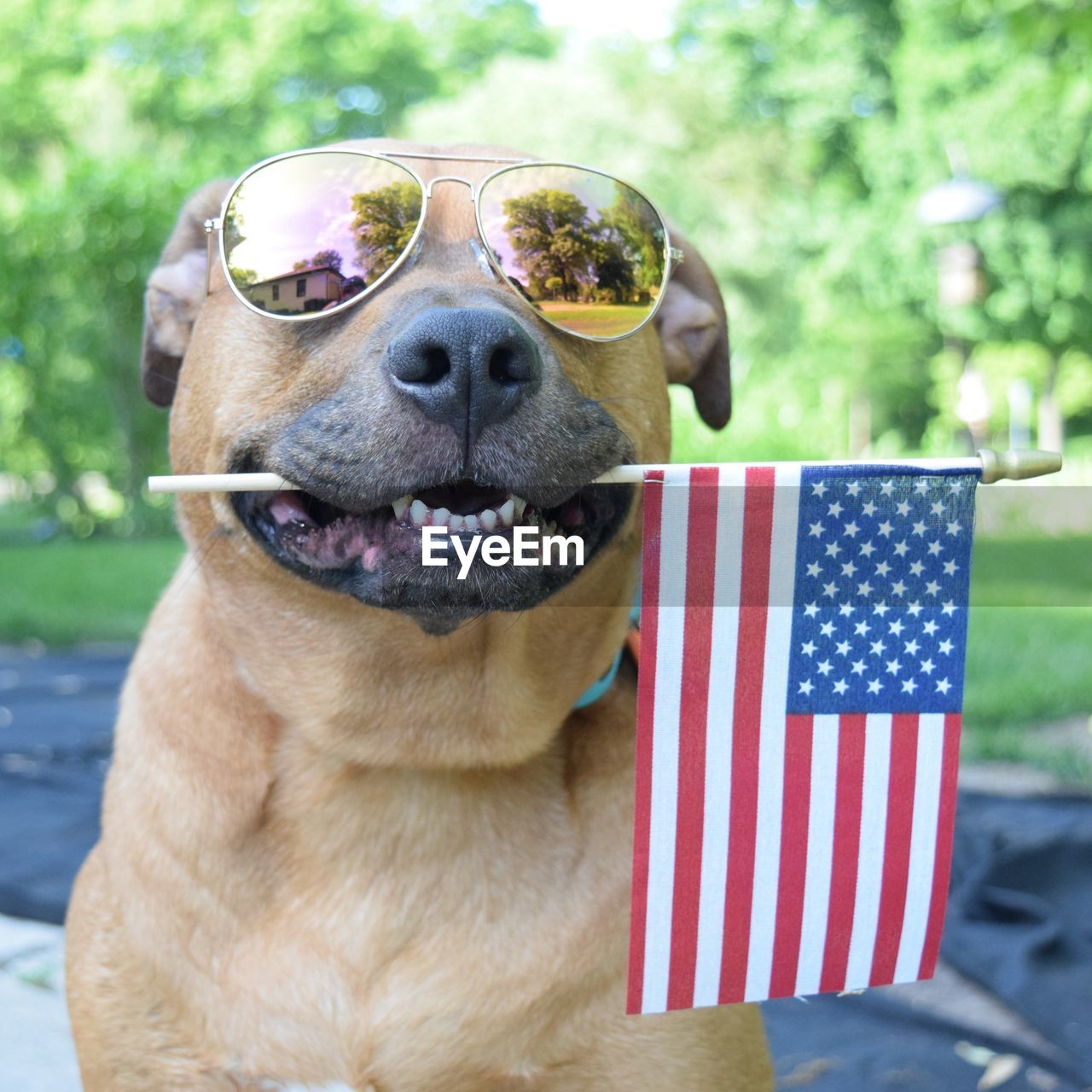 Dog with sunglasses on and holding american flag