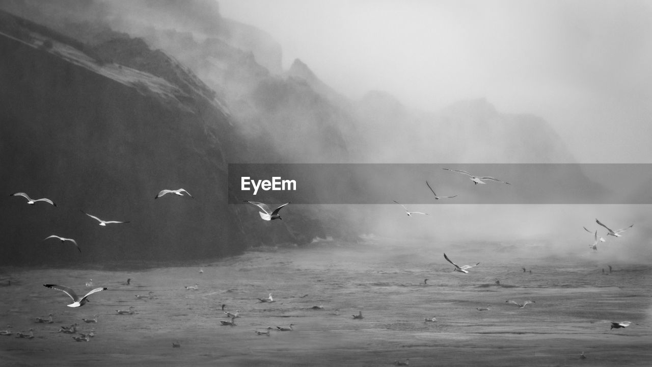 SEAGULLS FLYING OVER SEA